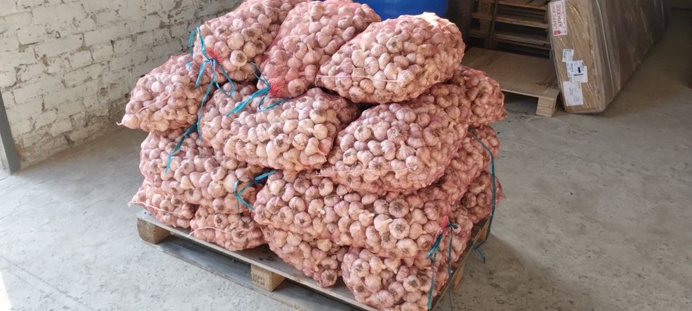 Продається часник "Любаша"