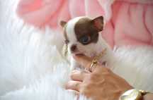 Cudny Mini XXXS Piesek Chihuahua