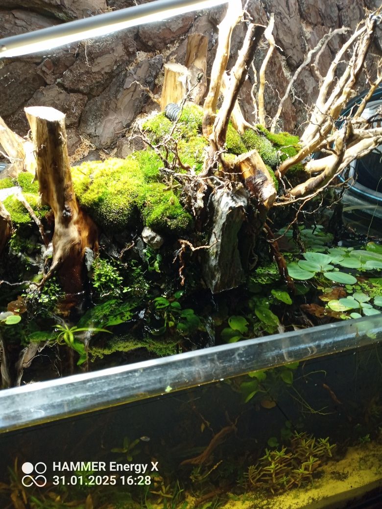 Akwarium ,Terrarium ,vivarium ,oczko wodne ,las w sloiku ...