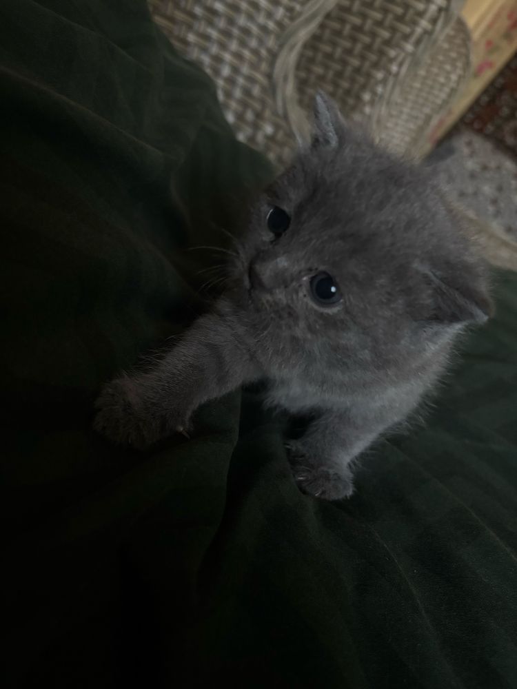 Британские котята