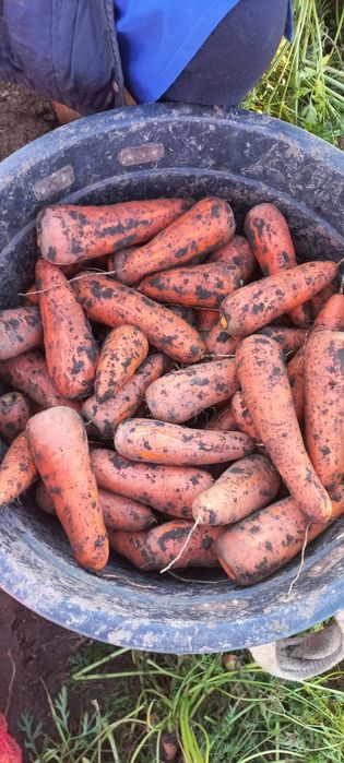 Продам моркву (цибуля,буряк)