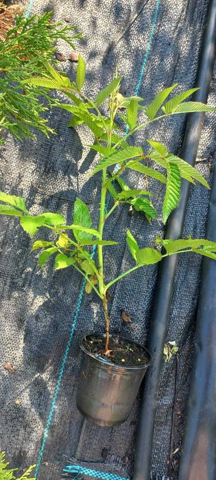 саджанці малини тибетська мяо мяо саженцы малины тибетская мяо мяо