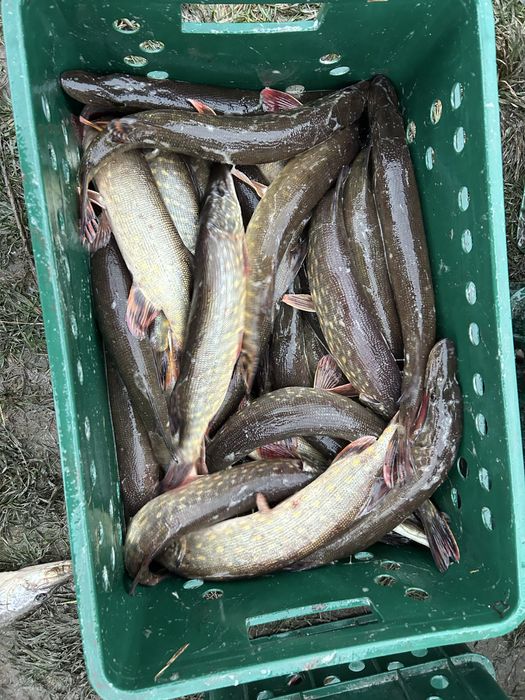 Продам живу рибу,товарну та зарибок вирощений у власній водоймі!