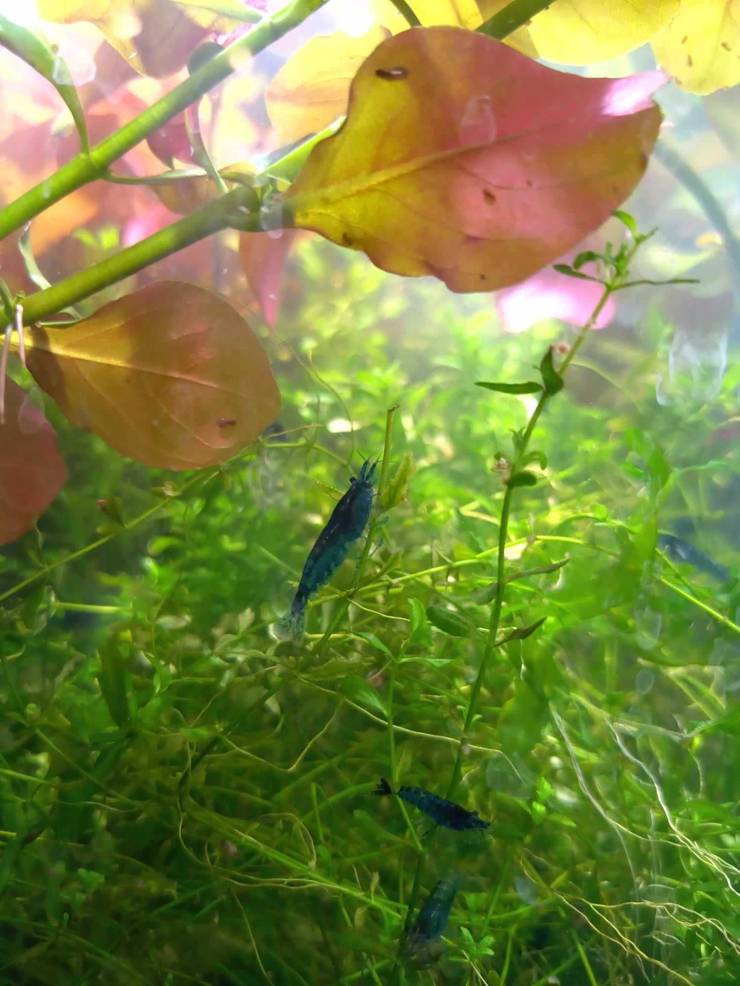 Krewetki neocaridina blue velvet