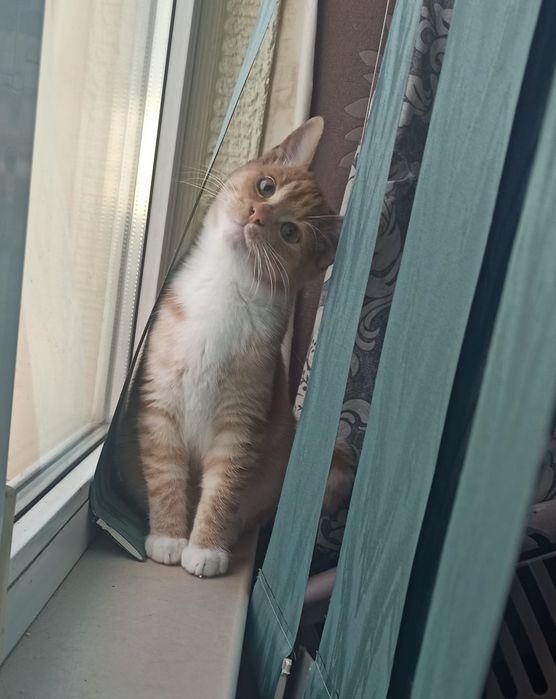 Рыжий котенок в добрые руки