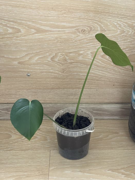 Монстера восхитительная (Monstera deliciosa).