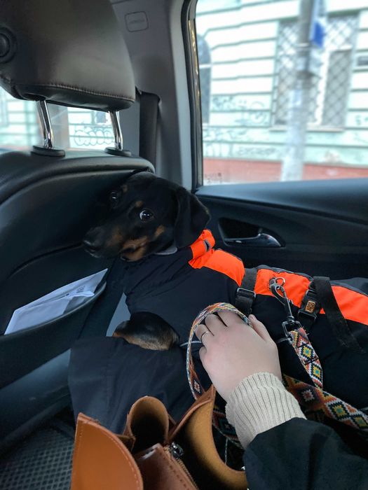 Spacer z Psem, Petsitting (Psy\Koty) Opieka Całodobowa Krzyki