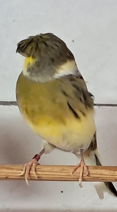 Canários Glosters