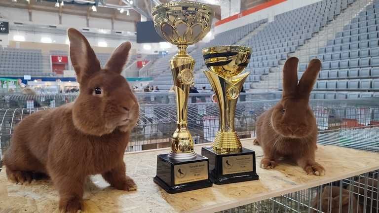 Nowozelandzki Czerwony NC królik króliki samica samiec rodowód