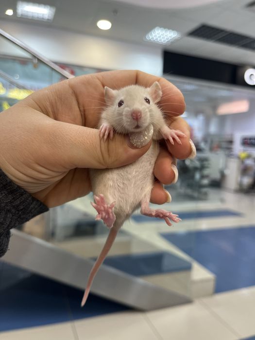 Декоративні пацючки (малюки) 1 міс