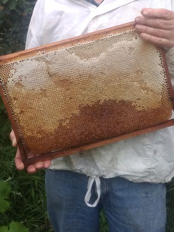 Свіжий мед з липи