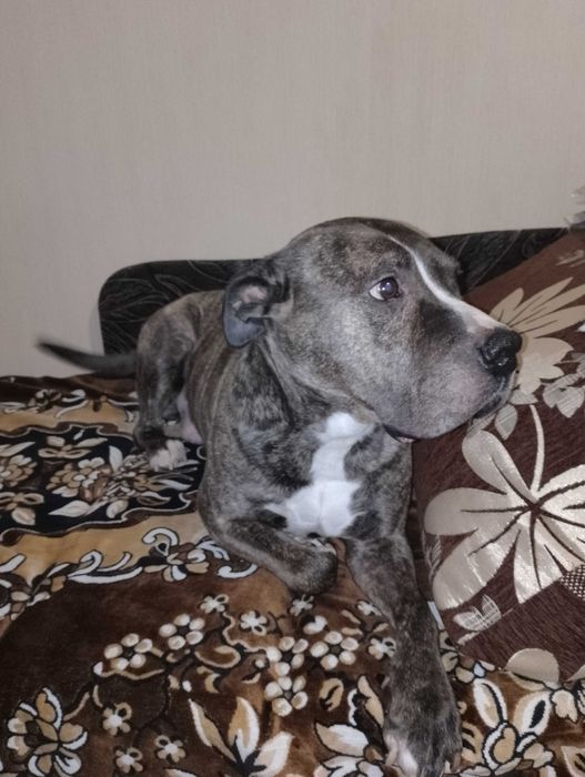 Хлопчик шукає наречену