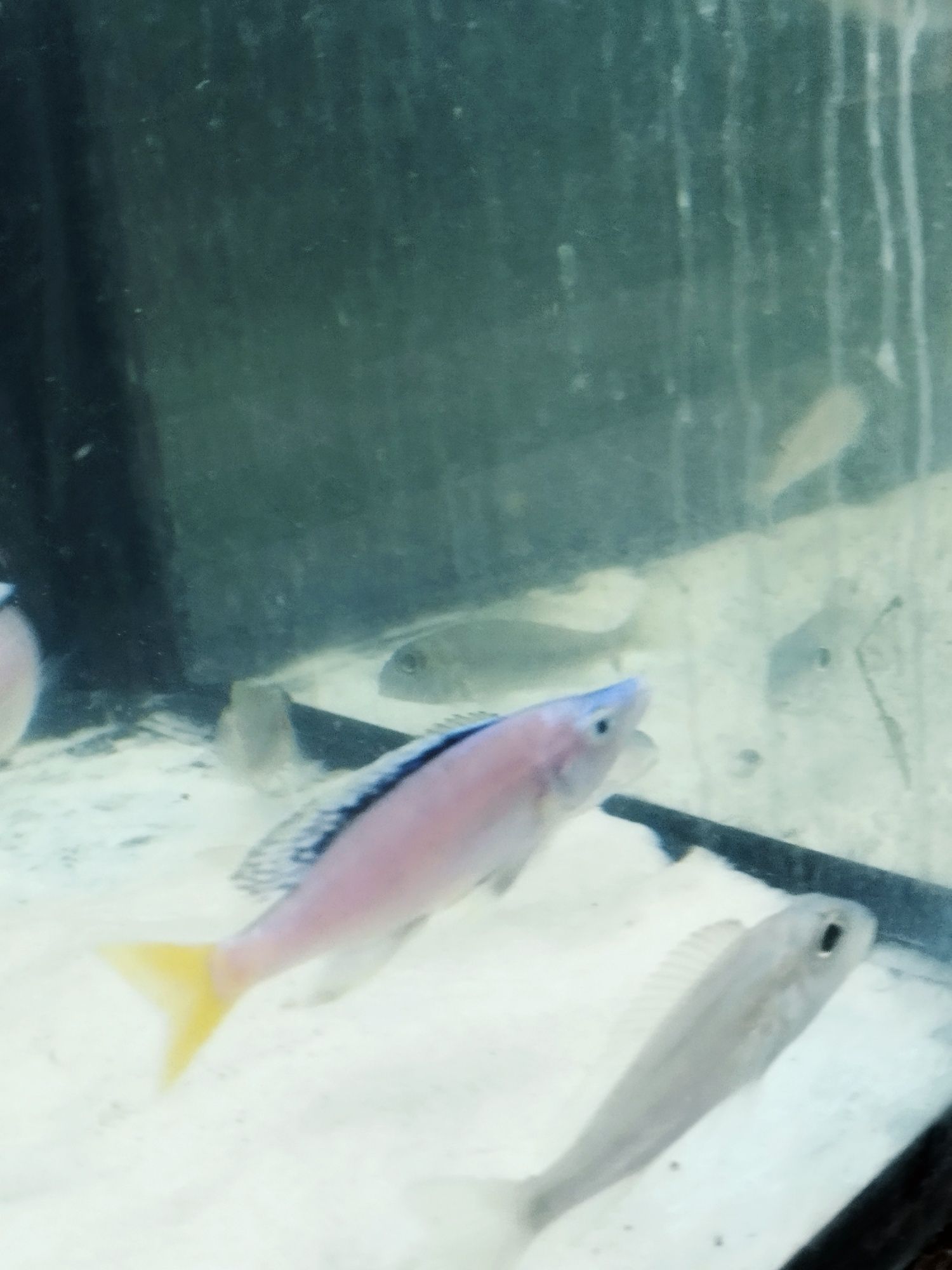 Cyprichromis sp. Leptosoma Mpulungu tanganika