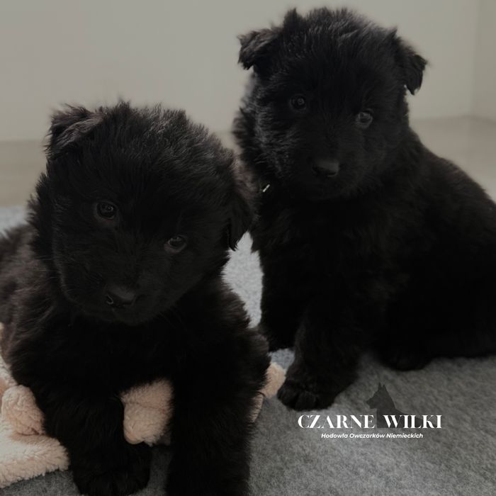 Owczarek Niemiecki Długowłosy - Suczka czarna - Hodowla Czarne Wilki
