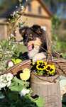 Owczarek Szetlandzki suczka Sheltie ZKwP FCI
