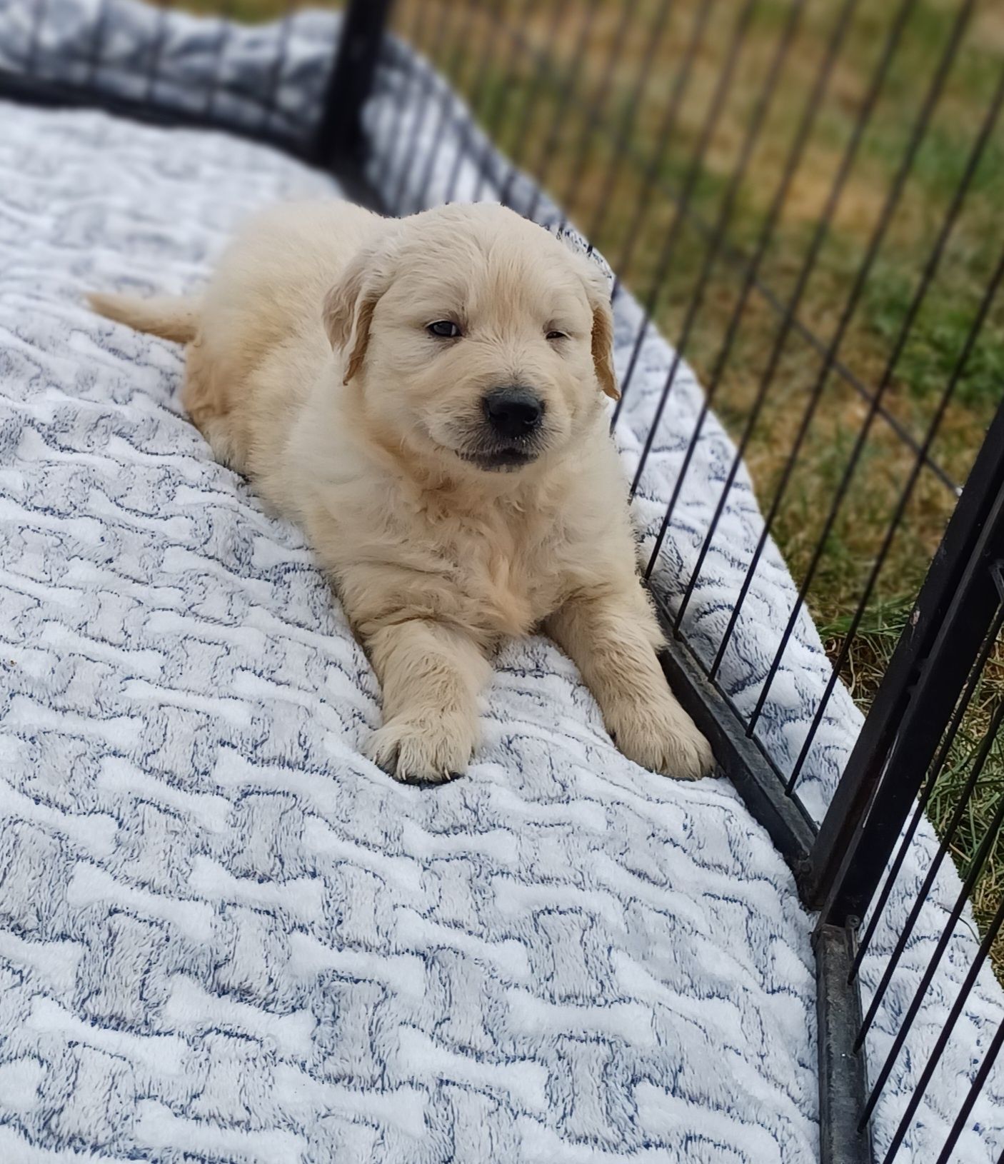 Suczka rasy Golden retriever