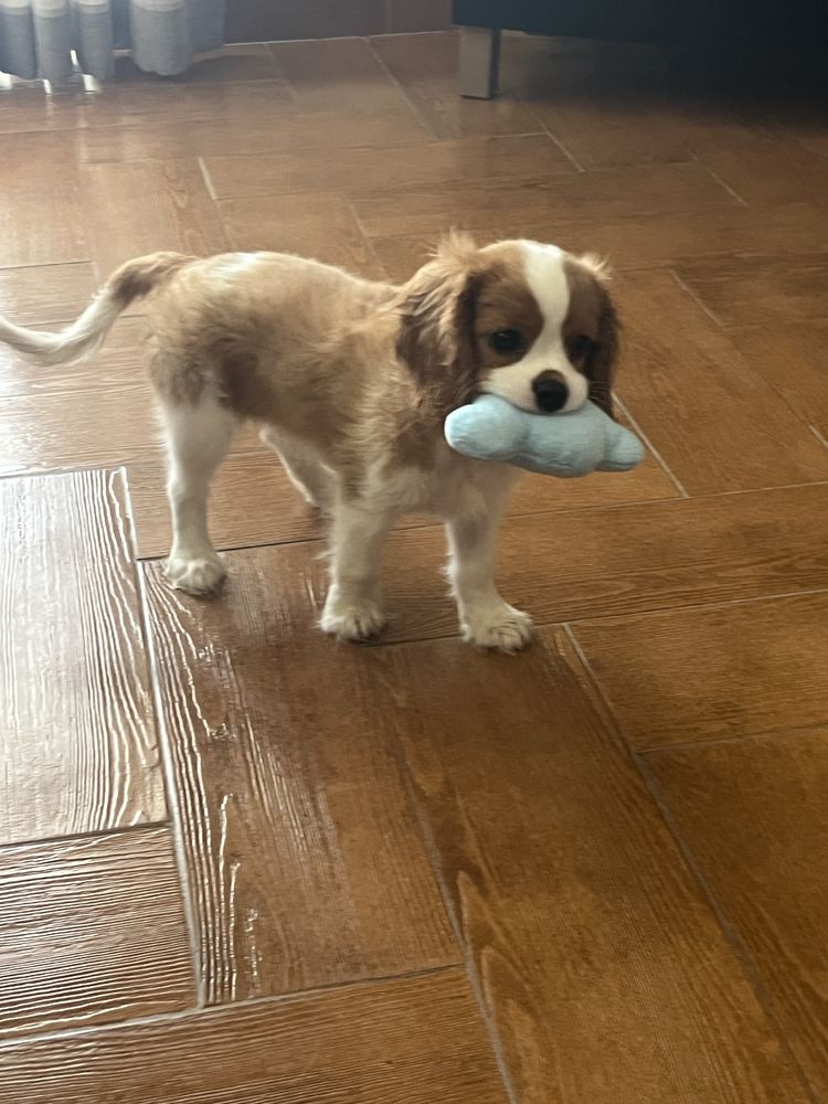 Cavalier King Charles spainel