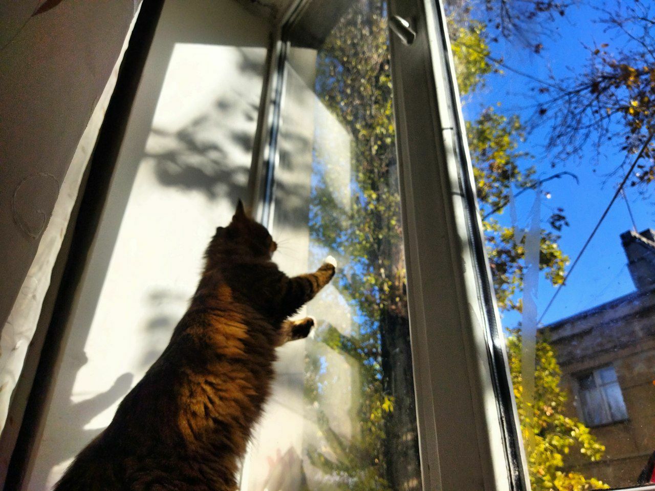 котик ищет дом !!