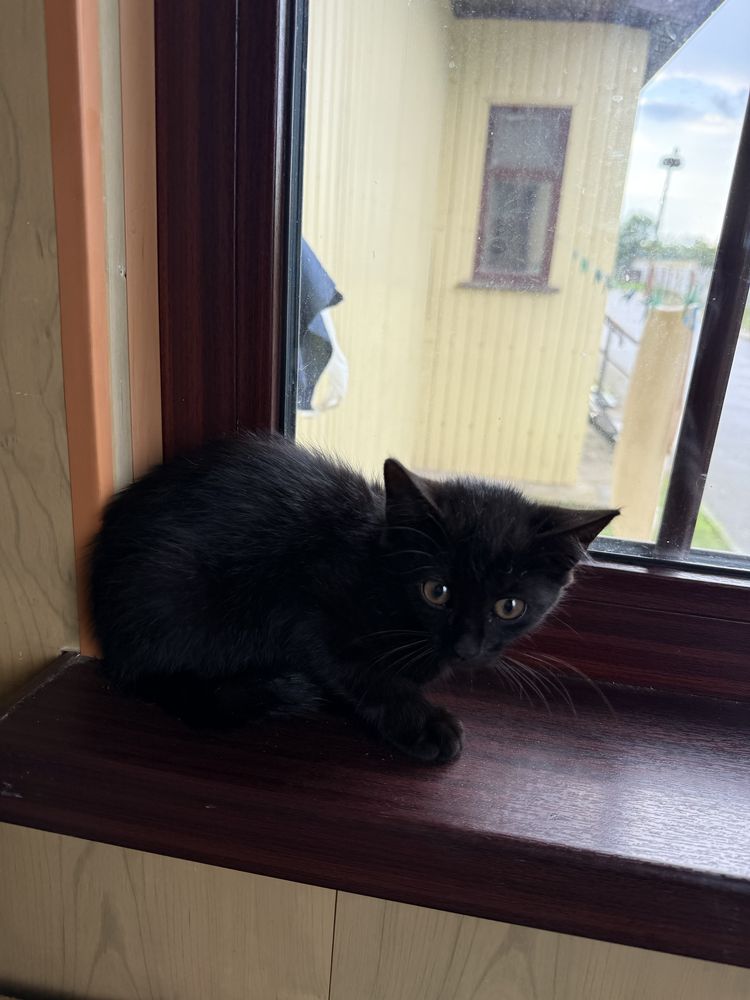Котики,безкоштовно