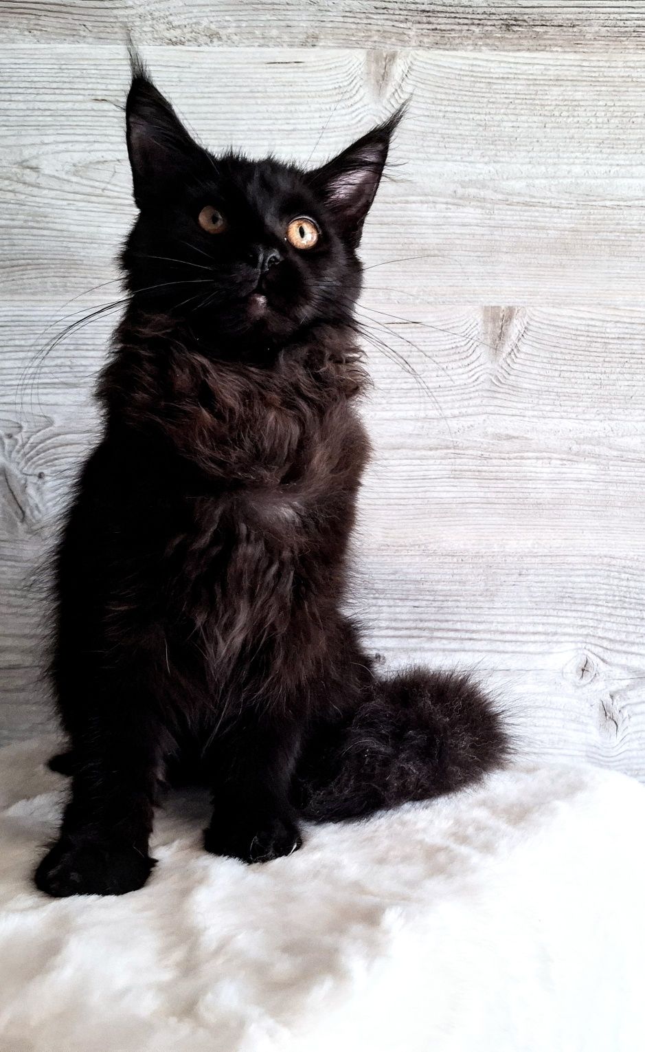 Piękna kotka Maine Coon FPL