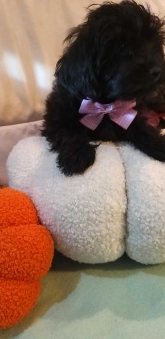 YorkiePoo dostępna czarna suczka gotowa do odbioru