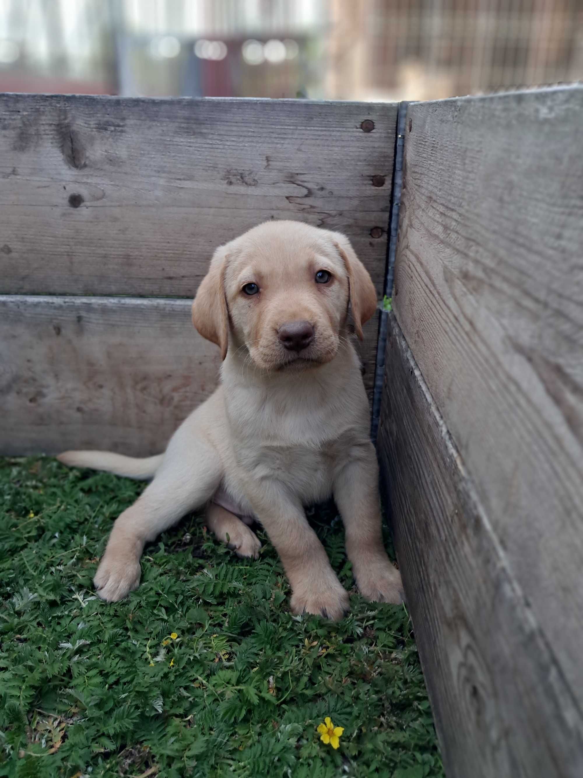 Sprzedam Labrador Retriever