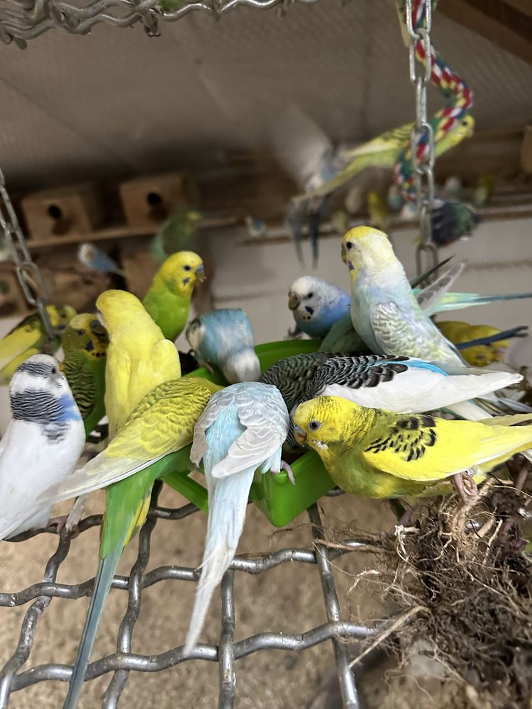 Periquitos australianos