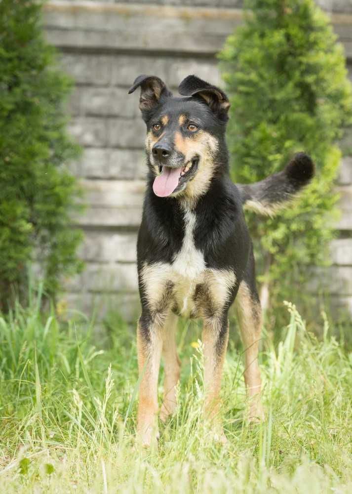 959386 Bax do adopcji