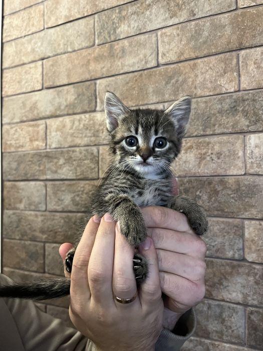 Віддам котиків в добрі руки