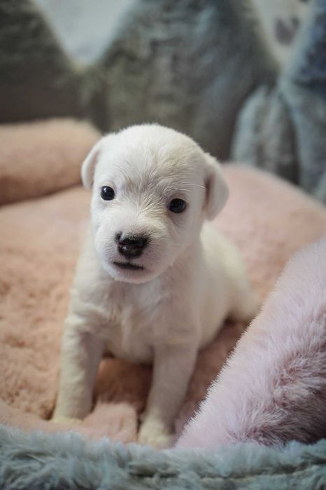 Śliczna suczka Parson Russell Terrier ZKwP/FCI