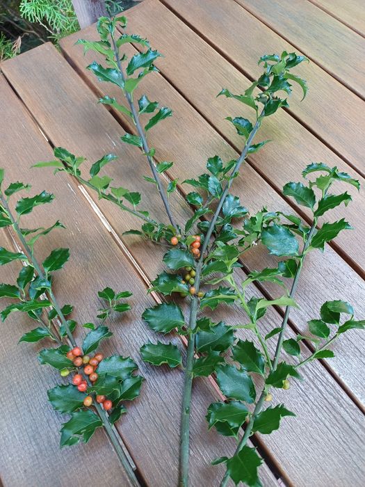 Sprzedam gałązki ostrokrzewu.