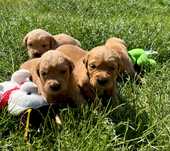 Golden Retriever Złoty