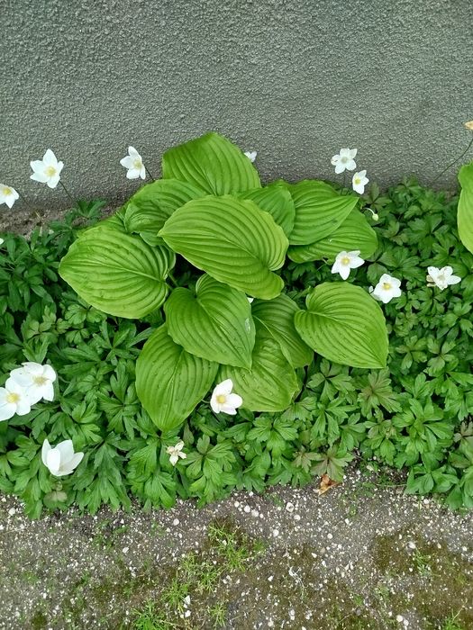 Хосты гвоздика водозбip