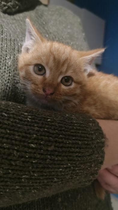 3 male kotki do oddania