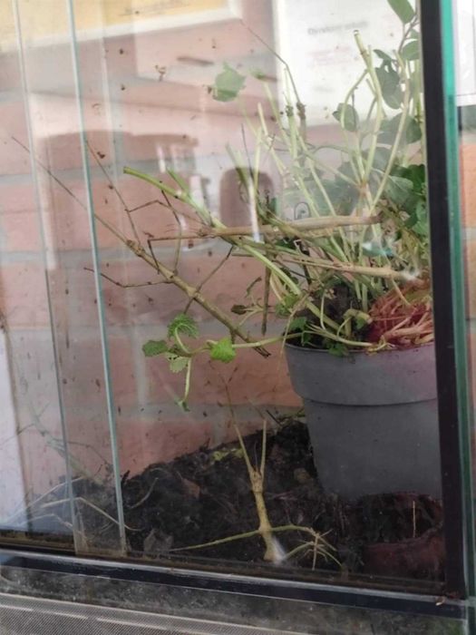 Terrarium szklane idealne dla patyczaków