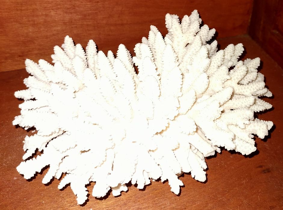 Coral NATURAL Antigo