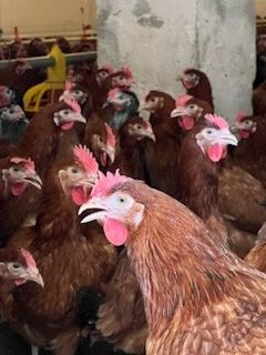 Kury Nioski Leghorn 24 tygodnie! Wysyłka od 10 sztuk.