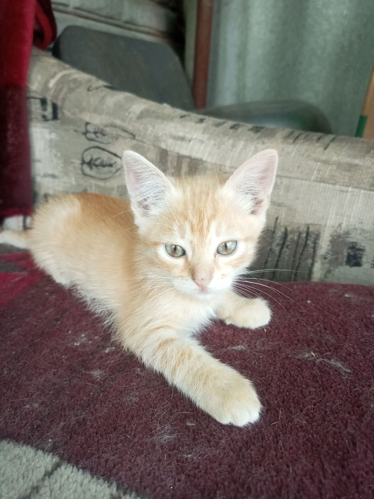 Котодетки в семью