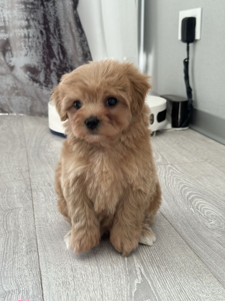 Мини мальчик кукольный мальтипу f1 maltipoo