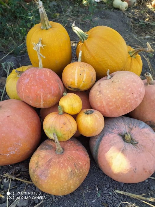 гарбуз, тыква     .