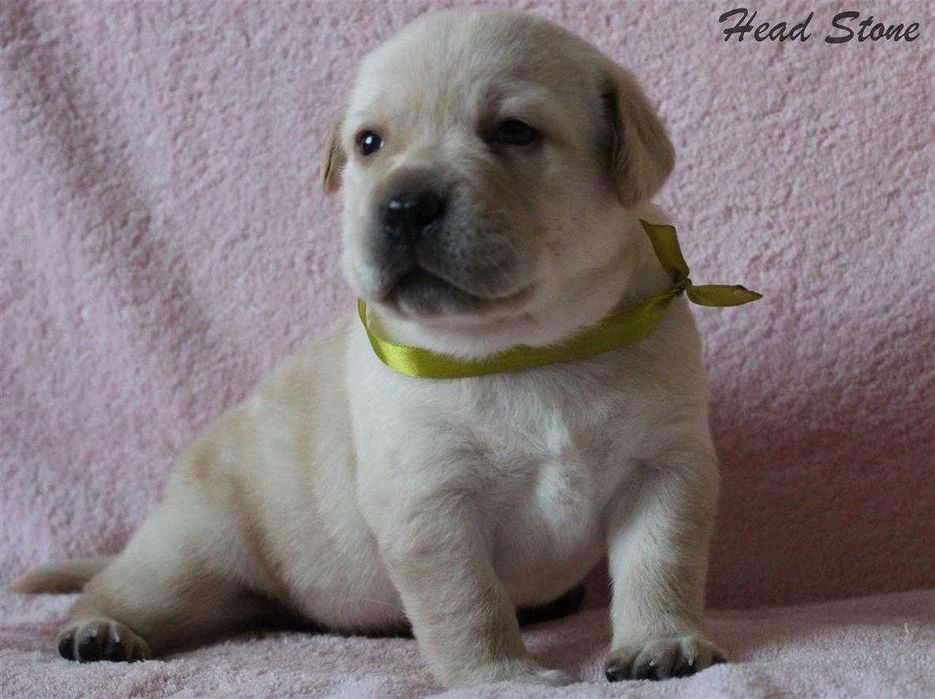 Щенки Лабрадора ретривера