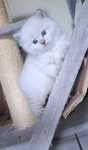 Cudowne kotki Ragdoll