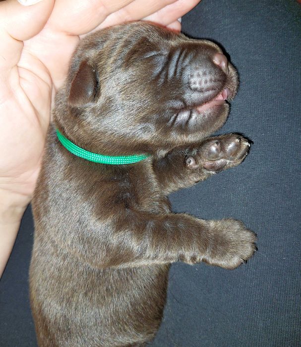 Labrador Retriever ZKwP/FCI- czekoladowy piesek