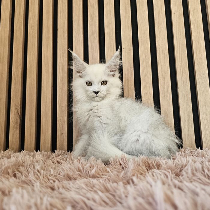 Kocurek  Maine coon rodowód fpl FIFe hodowlany do hodowli