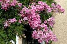 Plantas trepadeiras sete-léguas flor rosa