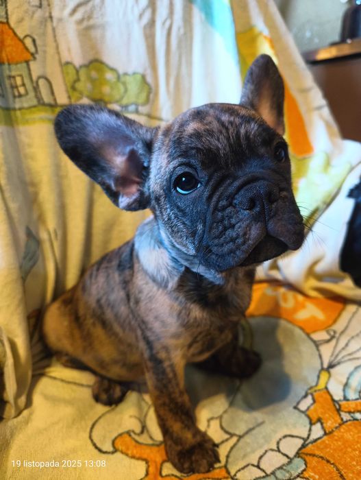 Buldog francuski, Piesek, Gotowy do odbioru, OMAR