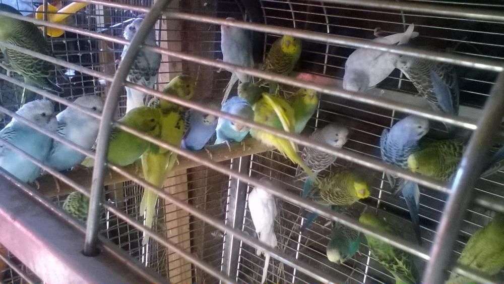 papugi faliste śliczne kolorowe inne