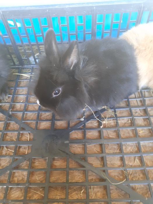 Króliki miniaturki i baranki