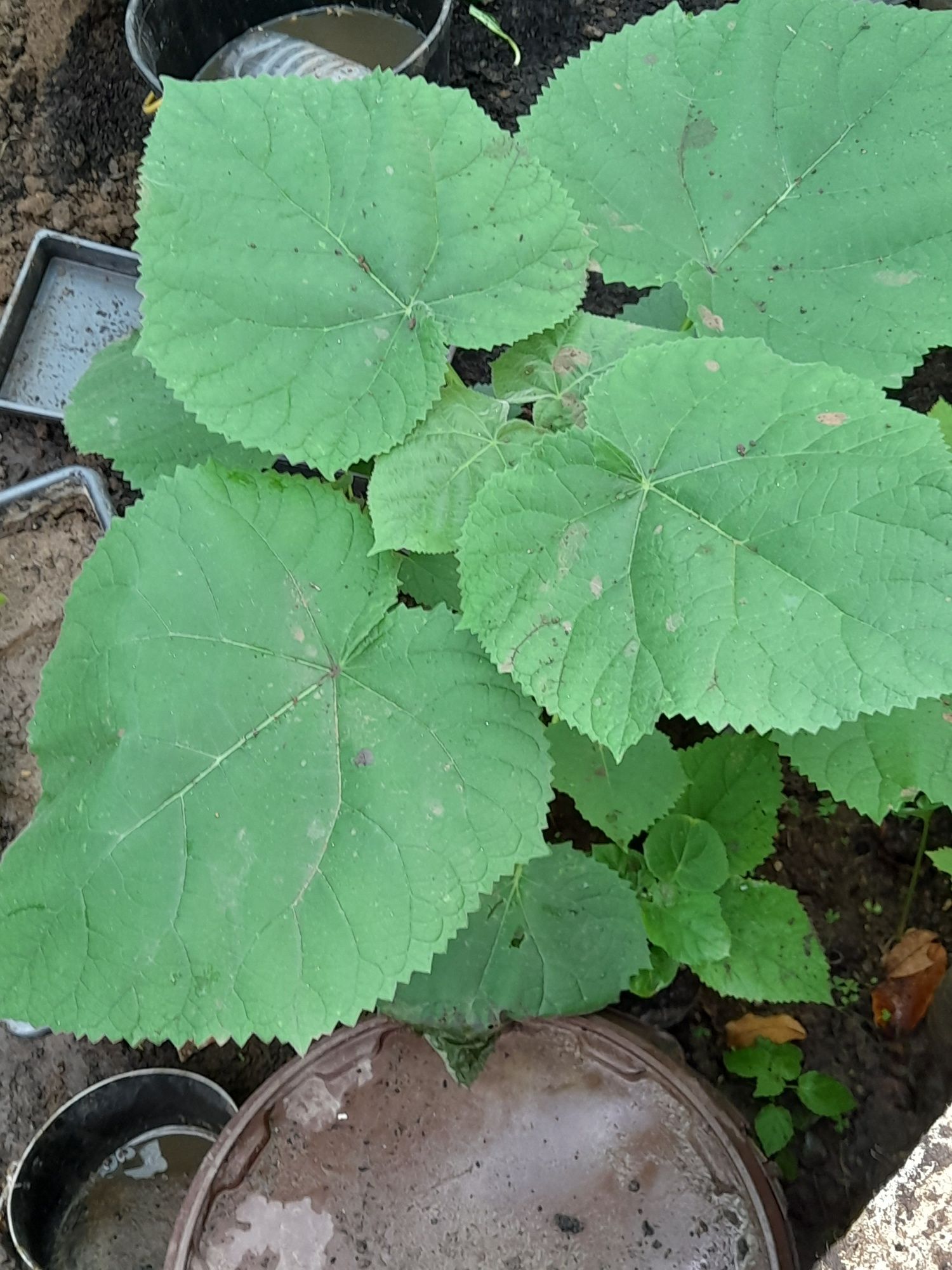 Paulownia elongata