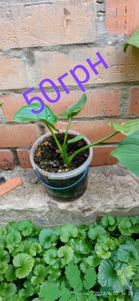 Продам калли. Білі інших немає.